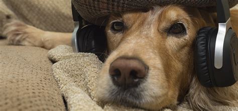 Do Dogs Listen to Music? An Insightful Exploration into the Canine Audio World