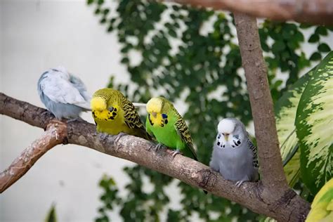 do parakeets prefer melodies over silence